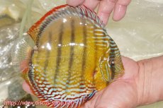 画像2: 【ワイルドディスカス】【通販】【未開の新産地個体】ラーゴサポレッド&パール【個体販売】14-16cm（生体）ラーゴサポ産 (2)