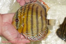 画像1: 【ワイルドディスカス】【通販】【未開の新産地個体】ラーゴサポレッド&パール【個体販売】14-16cm（生体）ラーゴサポ産 (1)