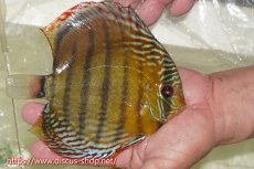 画像2: 【ワイルドディスカス】【通販】【未開の新産地個体】ラーゴサポレッド&パール【個体販売】14-16cm（生体）ラーゴサポ産 (2)