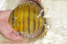 画像1: 【ワイルドディスカス】【通販】【未開の新産地個体】ラーゴサポレッド&パール【個体販売】14-16cm（生体）ラーゴサポ産 (1)