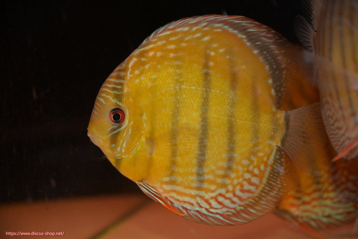 画像2: 【30周年記念セール対象個体】【ワイルドディスカス】【通販】【未開の新産地個体】ラーゴサポレッド&パール【個体販売】14-16cm（生体）ラーゴサポ産 (2)