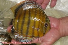 画像2: 【ワイルドディスカス】【通販】【未開の新産地個体】ラーゴサポレッド&パール【個体販売】14-16cm（生体）ラーゴサポ産 (2)