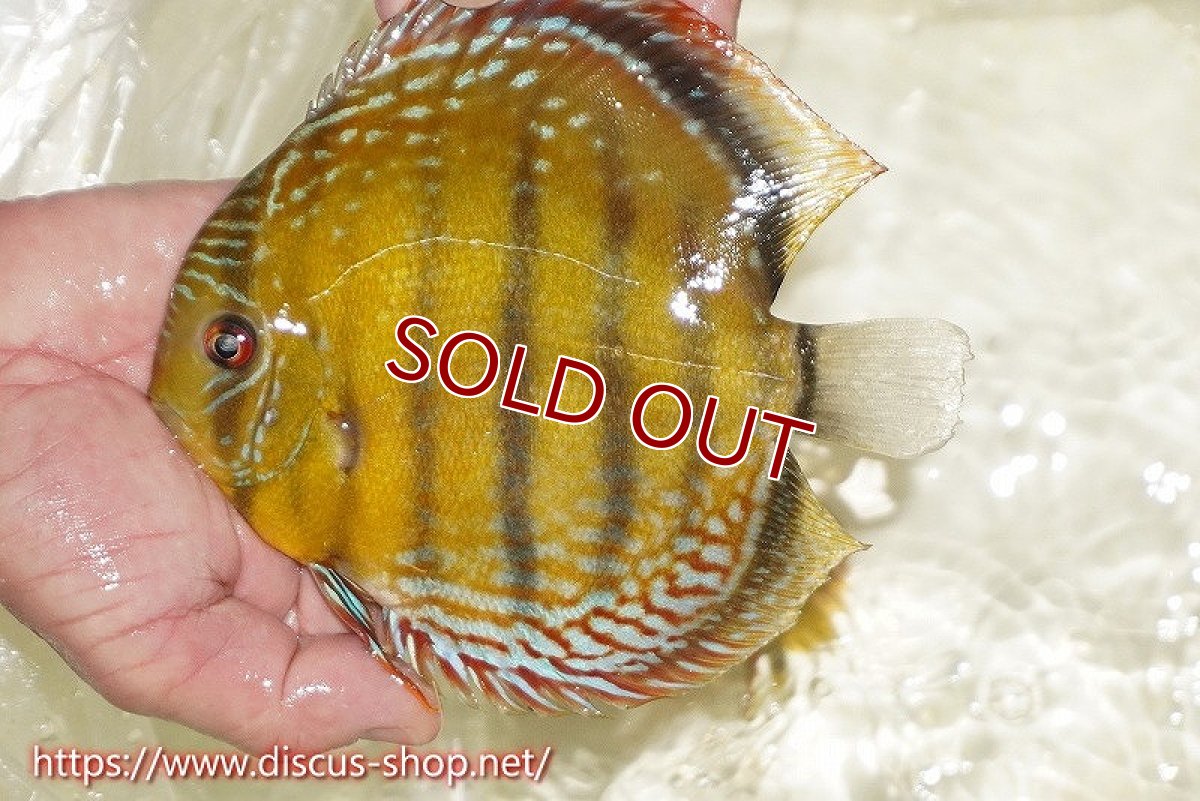 画像6: 【ワイルドディスカス】【通販】【未開の新産地個体】ラーゴサポレッド&パール【個体販売】14-16cm（生体）ラーゴサポ産 (6)