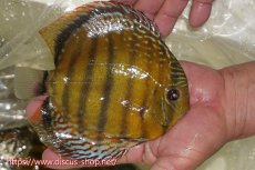画像6: 【ワイルドディスカス】【通販】【未開の新産地個体】ラーゴサポレッド&パール【個体販売】14-16cm（生体）ラーゴサポ産 (6)