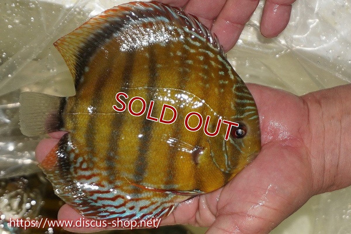 画像7: 【ワイルドディスカス】【通販】【未開の新産地個体】ラーゴサポレッド&パール【個体販売】14-16cm（生体）ラーゴサポ産 (7)