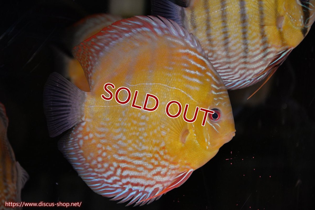 画像1: 【30周年記念セール対象個体】【ワイルドディスカス】【通販】【未開の新産地個体】ラーゴサポレッド&パール【個体販売】14-16cm（生体）ラーゴサポ産 (1)