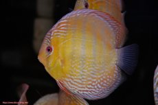 画像3: 【30周年記念セール対象個体】【ワイルドディスカス】【通販】【未開の新産地個体】ラーゴサポレッド&パール【個体販売】14-16cm（生体）ラーゴサポ産 (3)