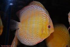 画像5: 【30周年記念セール対象個体】【ワイルドディスカス】【通販】【未開の新産地個体】ラーゴサポレッド&パール【個体販売】14-16cm（生体）ラーゴサポ産 (5)