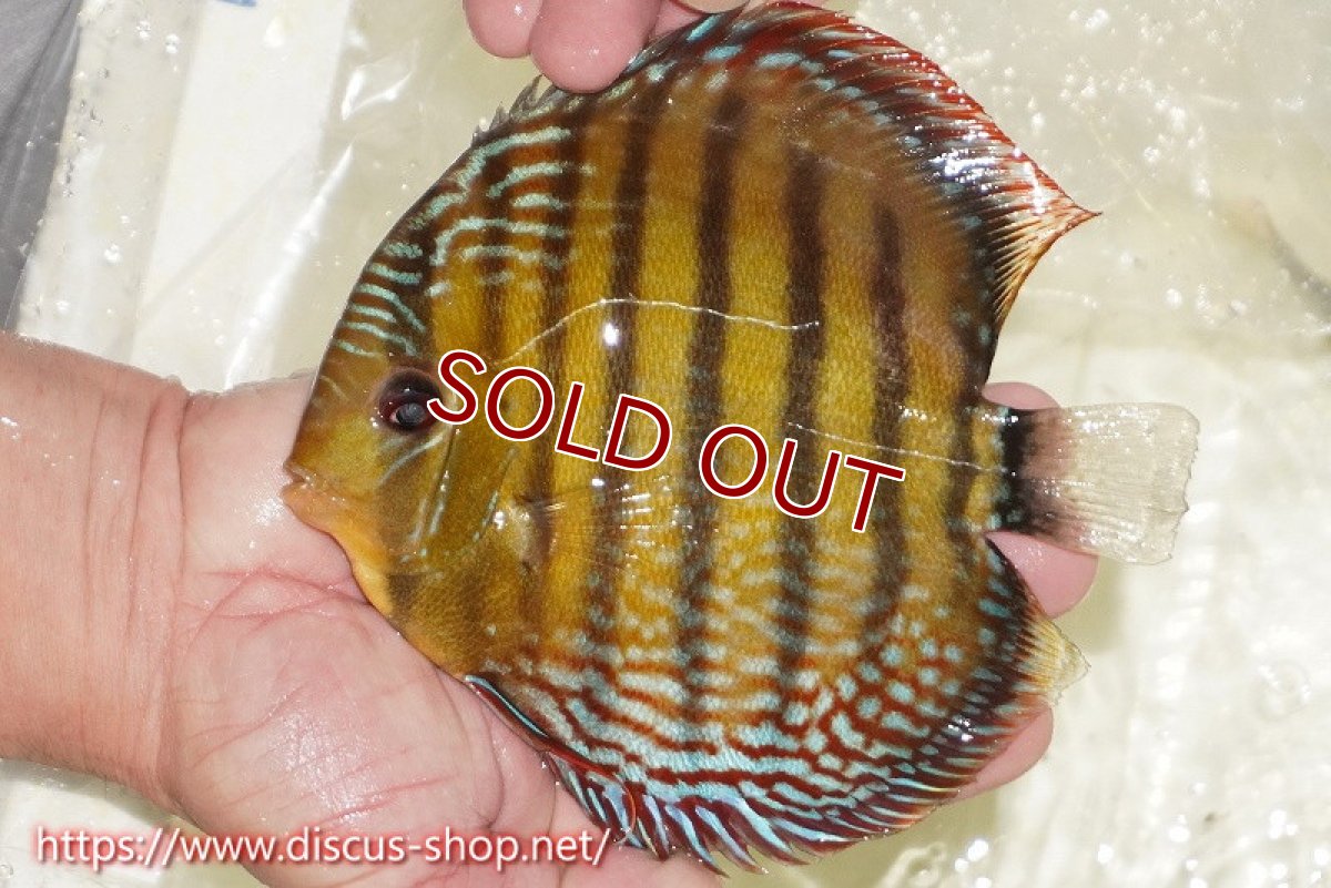 画像6: 【30周年記念セール対象個体】【ワイルドディスカス】【通販】【未開の新産地個体】ラーゴサポレッド&パール【個体販売】14-16cm（生体）ラーゴサポ産 (6)