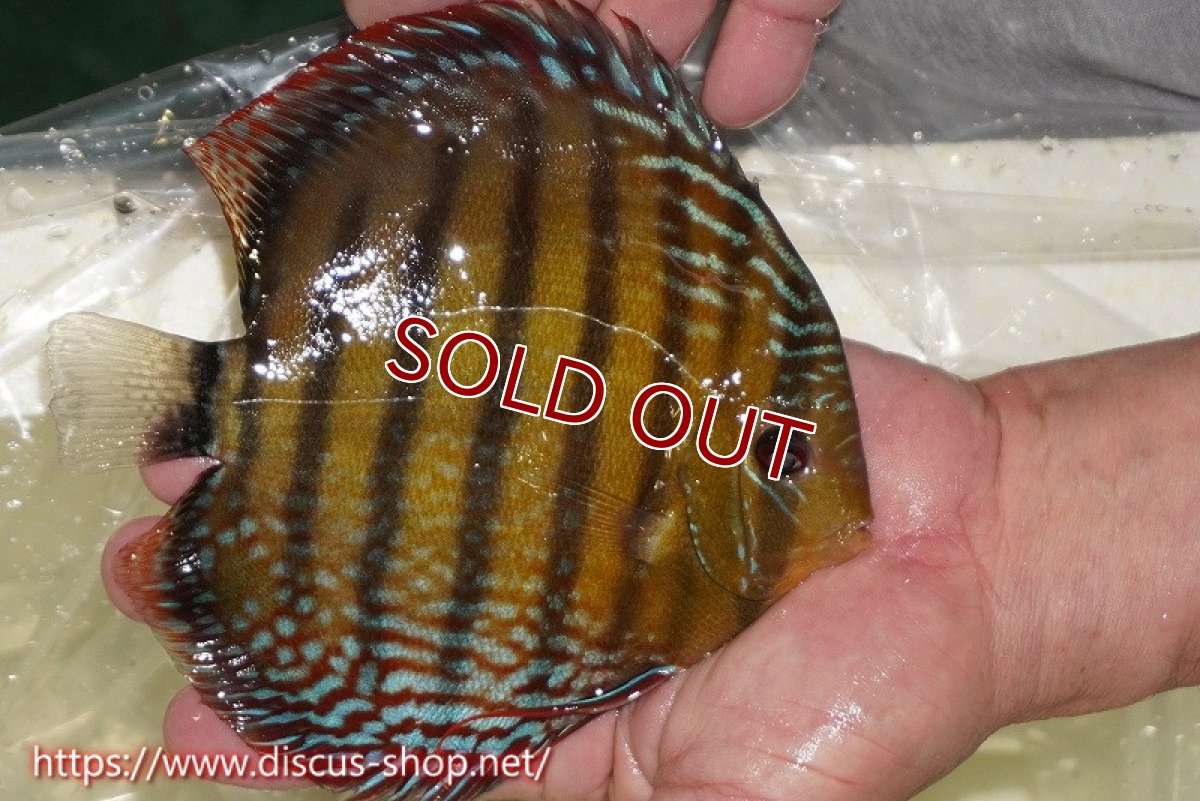 画像7: 【30周年記念セール対象個体】【ワイルドディスカス】【通販】【未開の新産地個体】ラーゴサポレッド&パール【個体販売】14-16cm（生体）ラーゴサポ産 (7)