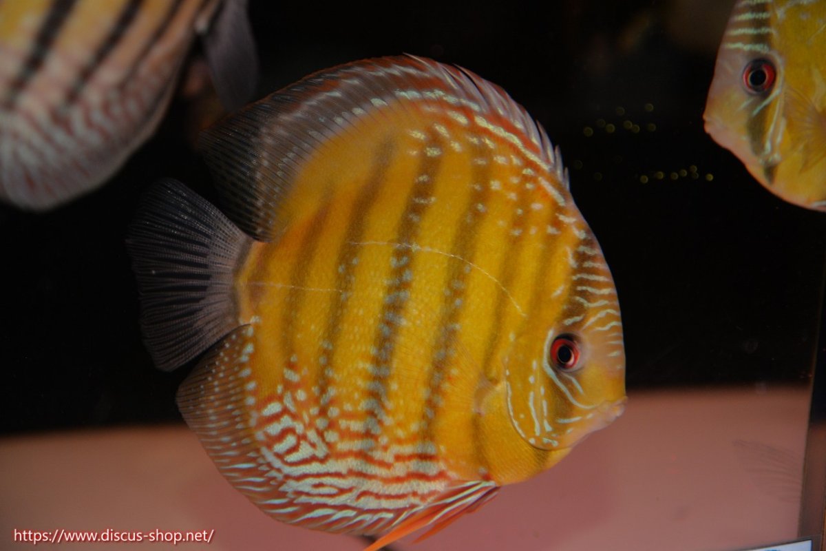 画像1: 【30周年記念セール対象個体】【ワイルドディスカス】【通販】【未開の新産地個体】ラーゴサポレッド&パール【個体販売】14-16cm（生体）ラーゴサポ産 (1)