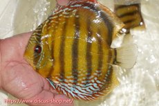 画像3: 【30周年記念セール対象個体】【ワイルドディスカス】【通販】【未開の新産地個体】ラーゴサポレッド&パール【個体販売】14-16cm（生体）ラーゴサポ産 (3)