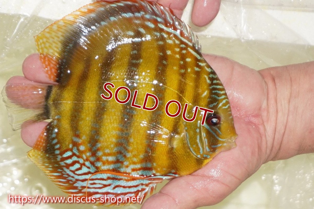 画像4: 【ワイルドディスカス】【通販】【未開の新産地個体】ラーゴサポレッド&パール【個体販売】14-16cm（生体）ラーゴサポ産 (4)