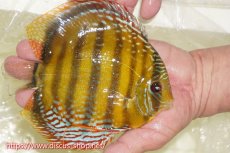 画像4: 【30周年記念セール対象個体】【ワイルドディスカス】【通販】【未開の新産地個体】ラーゴサポレッド&パール【個体販売】14-16cm（生体）ラーゴサポ産 (4)