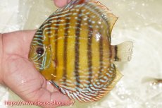 画像1: 【ワイルドディスカス】【通販】【未開の新産地個体】ラーゴサポレッド&パール【個体販売】14-16cm（生体）ラーゴサポ産 (1)