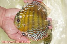 画像1: 【ワイルドディスカス】【通販】【未開の新産地個体】ラーゴサポレッド&パール【個体販売】14-16cm（生体）ラーゴサポ産 (1)