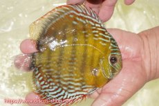 画像3: 【30周年記念セール対象個体】【ワイルドディスカス】【通販】【未開の新産地個体】ラーゴサポレッド&パール【個体販売】14-16cm（生体）ラーゴサポ産 (3)