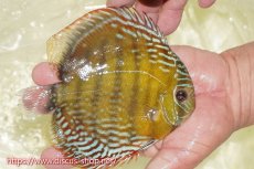 画像4: 【ワイルドディスカス】【通販】【未開の新産地個体】ラーゴサポレッド&パール【個体販売】14-16cm（生体）ラーゴサポ産 (4)