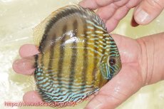 画像5: 【ワイルドディスカス】【通販】【未開の新産地個体】ラーゴサポレッド&パール【個体販売】14-16cm（生体）ラーゴサポ産 (5)