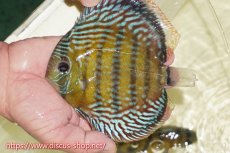 画像1: 【ワイルドディスカス】【通販】【未開の新産地個体】ラーゴサポレッド&パール【個体販売】14-16cm（生体）ラーゴサポ産 (1)