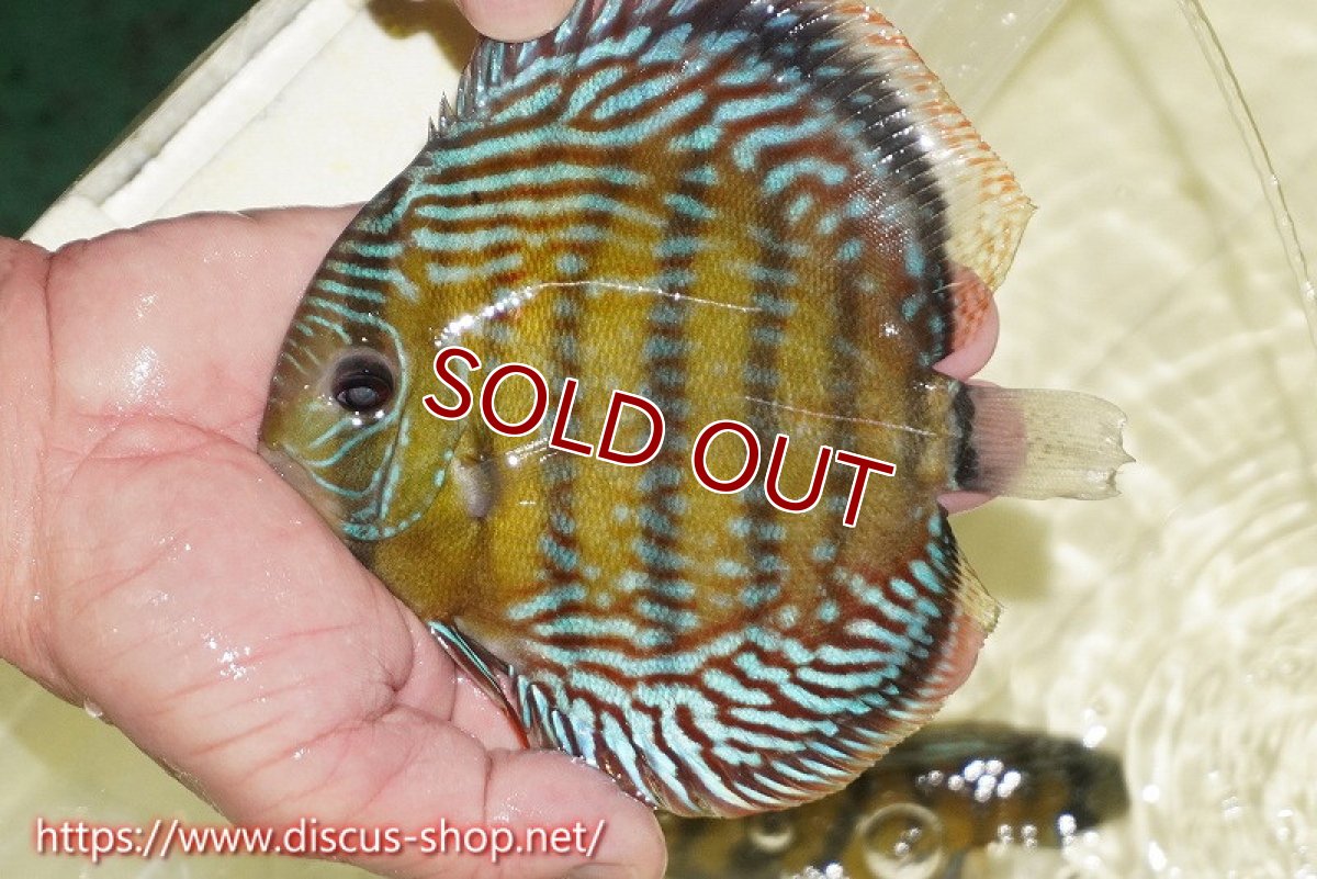 画像2: 【ワイルドディスカス】【通販】【未開の新産地個体】ラーゴサポレッド&パール【個体販売】14-16cm（生体）ラーゴサポ産 (2)