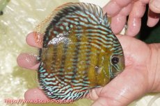 画像2: 【ワイルドディスカス】【通販】【未開の新産地個体】ラーゴサポレッド&パール【個体販売】14-16cm（生体）ラーゴサポ産 (2)