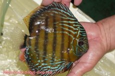 画像2: 【ワイルドディスカス】【通販】【未開の新産地個体】ラーゴサポレッド&パール【個体販売】14-16cm（生体）ラーゴサポ産 (2)