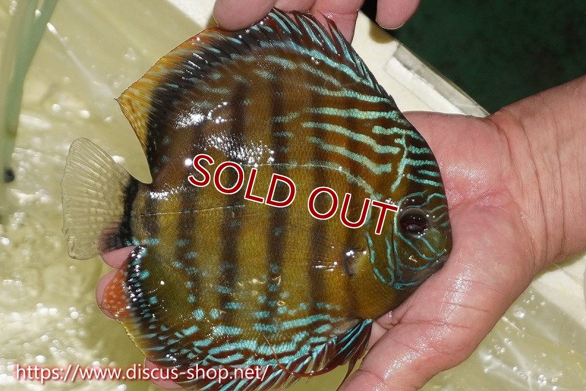 画像4: 【ワイルドディスカス】【通販】【未開の新産地個体】ラーゴサポレッド&パール【個体販売】14-16cm（生体）ラーゴサポ産 (4)