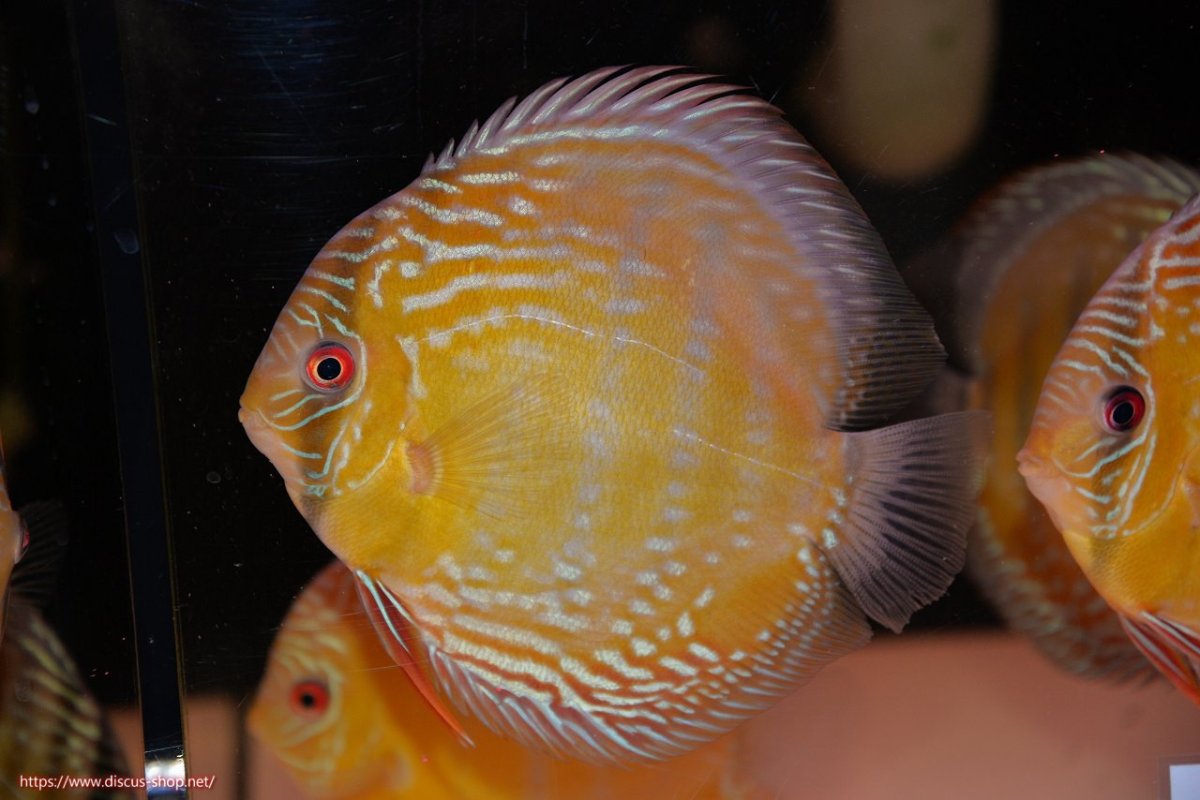 画像1: 【30周年記念セール対象個体】【ワイルドディスカス】【通販】【未開の新産地個体】ラーゴサポレッド&パール【個体販売】14-16cm（生体）ラーゴサポ産 (1)