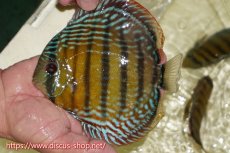 画像1: 【ワイルドディスカス】【通販】【未開の新産地個体】ラーゴサポレッド&パール【個体販売】14-16cm（生体）ラーゴサポ産 (1)