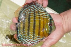 画像2: 【ワイルドディスカス】【通販】【未開の新産地個体】ラーゴサポレッド&パール【個体販売】14-16cm（生体）ラーゴサポ産 (2)