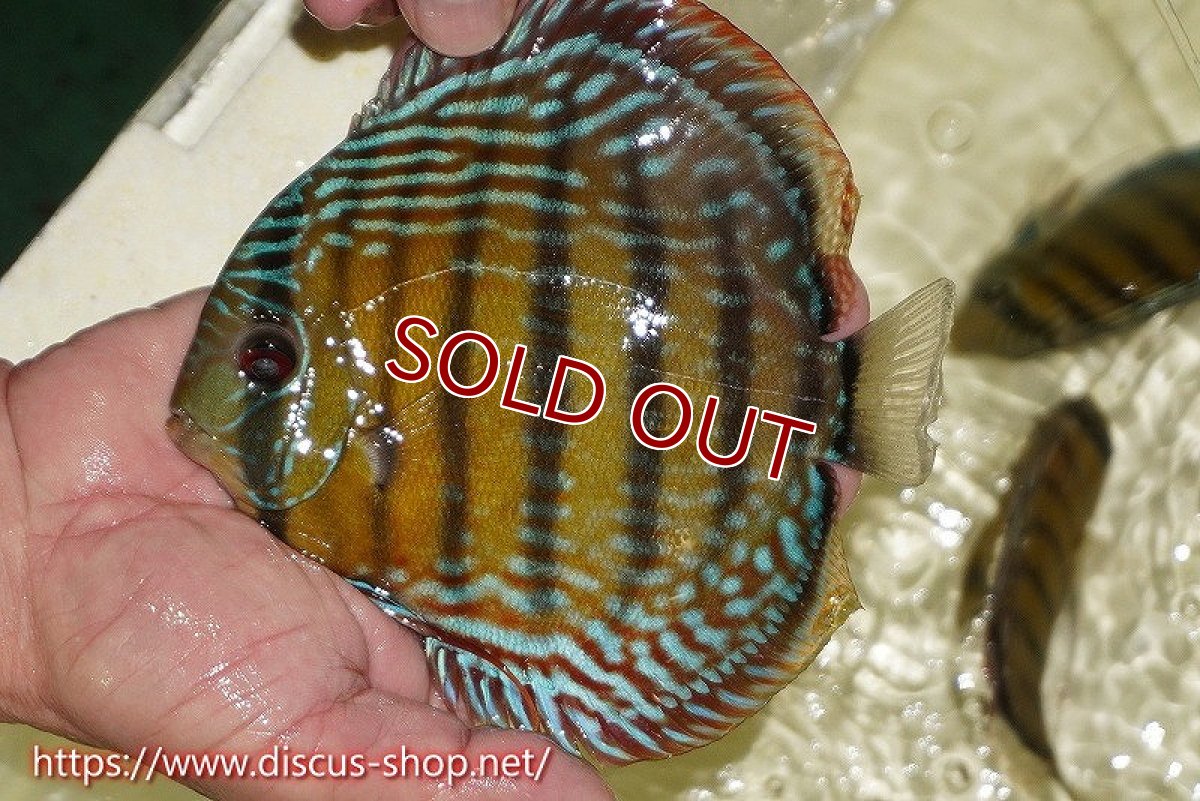 画像3: 【ワイルドディスカス】【通販】【未開の新産地個体】ラーゴサポレッド&パール【個体販売】14-16cm（生体）ラーゴサポ産 (3)