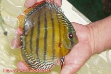 画像2: 【ワイルドディスカス】【通販】【未開の新産地個体】ラーゴサポレッド&パール【個体販売】14-16cm（生体）ラーゴサポ産 (2)