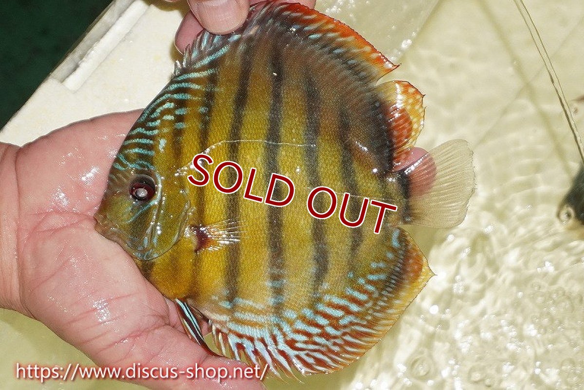 画像3: 【ワイルドディスカス】【通販】【未開の新産地個体】ラーゴサポレッド&パール【個体販売】14-16cm（生体）ラーゴサポ産 (3)