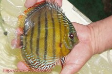 画像3: 【ワイルドディスカス】【通販】【未開の新産地個体】ラーゴサポレッド&パール【個体販売】14-16cm（生体）ラーゴサポ産 (3)