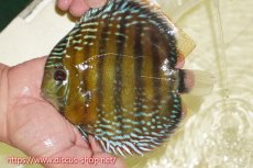 画像1: 【ワイルドディスカス】【通販】【未開の新産地個体】ラーゴサポレッド&パール【個体販売】14-16cm（生体）ラーゴサポ産 (1)