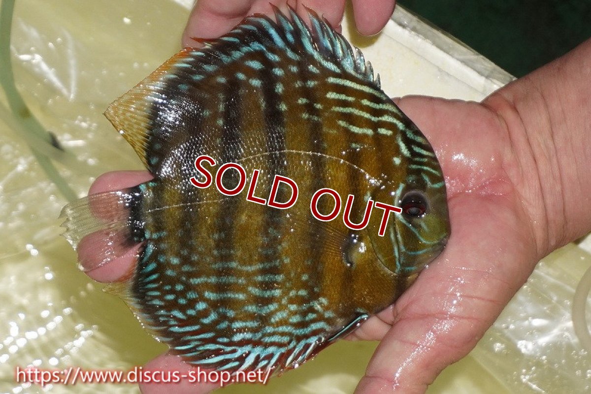 画像2: 【ワイルドディスカス】【通販】【未開の新産地個体】ラーゴサポレッド&パール【個体販売】14-16cm（生体）ラーゴサポ産 (2)