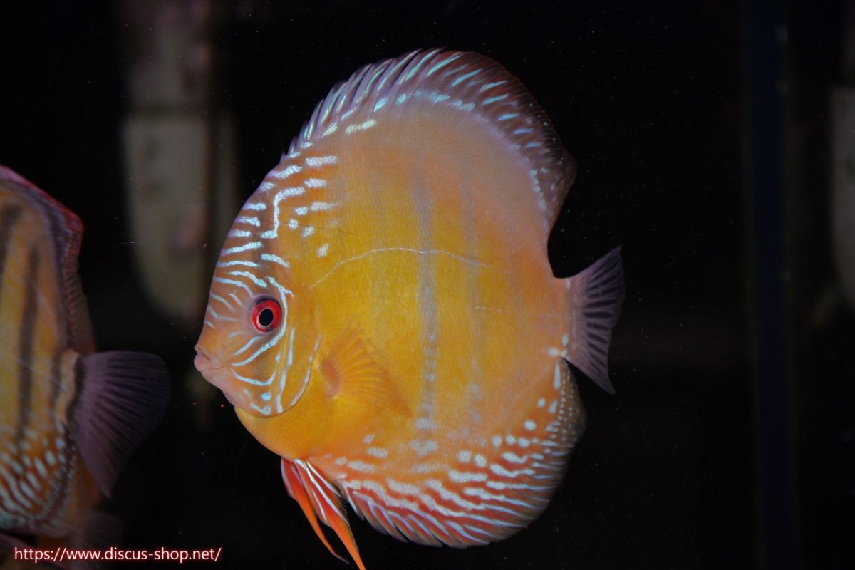 画像1: 【30周年記念セール対象個体】【ワイルドディスカス】【通販】【未開の新産地個体】ラーゴサポレッド&パール【個体販売】14-16cm（生体）ラーゴサポ産 (1)