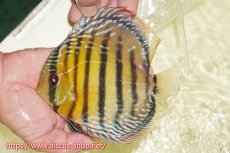 画像1: 【ワイルドディスカス】【通販】【未開の新産地個体】ラーゴサポレッド&パール【個体販売】14-16cm（生体）ラーゴサポ産 (1)