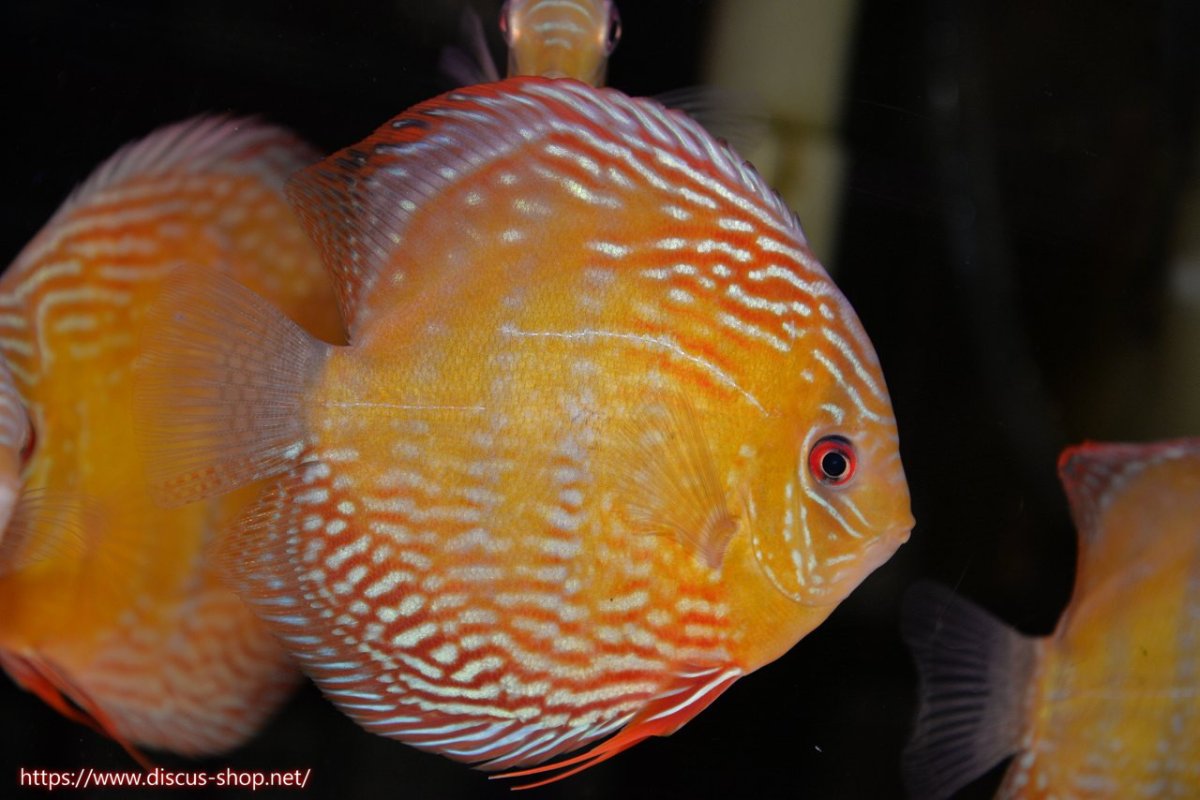 画像1: 【30周年記念セール対象個体】【ワイルドディスカス】【通販】【未開の新産地個体】ラーゴサポレッド&パール【個体販売】14-16cm（生体）ラーゴサポ産 (1)