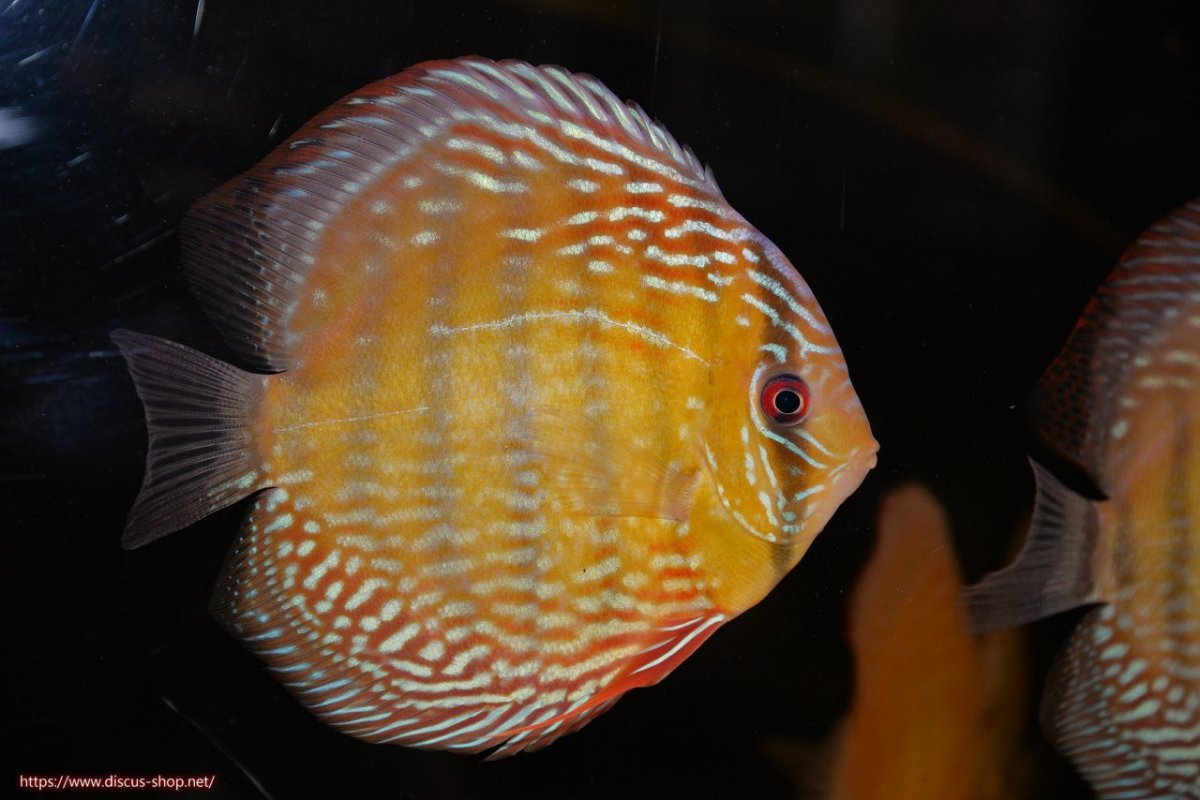 画像2: 【30周年記念セール対象個体】【ワイルドディスカス】【通販】【未開の新産地個体】ラーゴサポレッド&パール【個体販売】14-16cm（生体）ラーゴサポ産 (2)