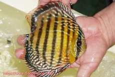 画像2: 【ワイルドディスカス】【通販】【未開の新産地個体】ラーゴサポレッド&パール【個体販売】14-16cm（生体）ラーゴサポ産 (2)