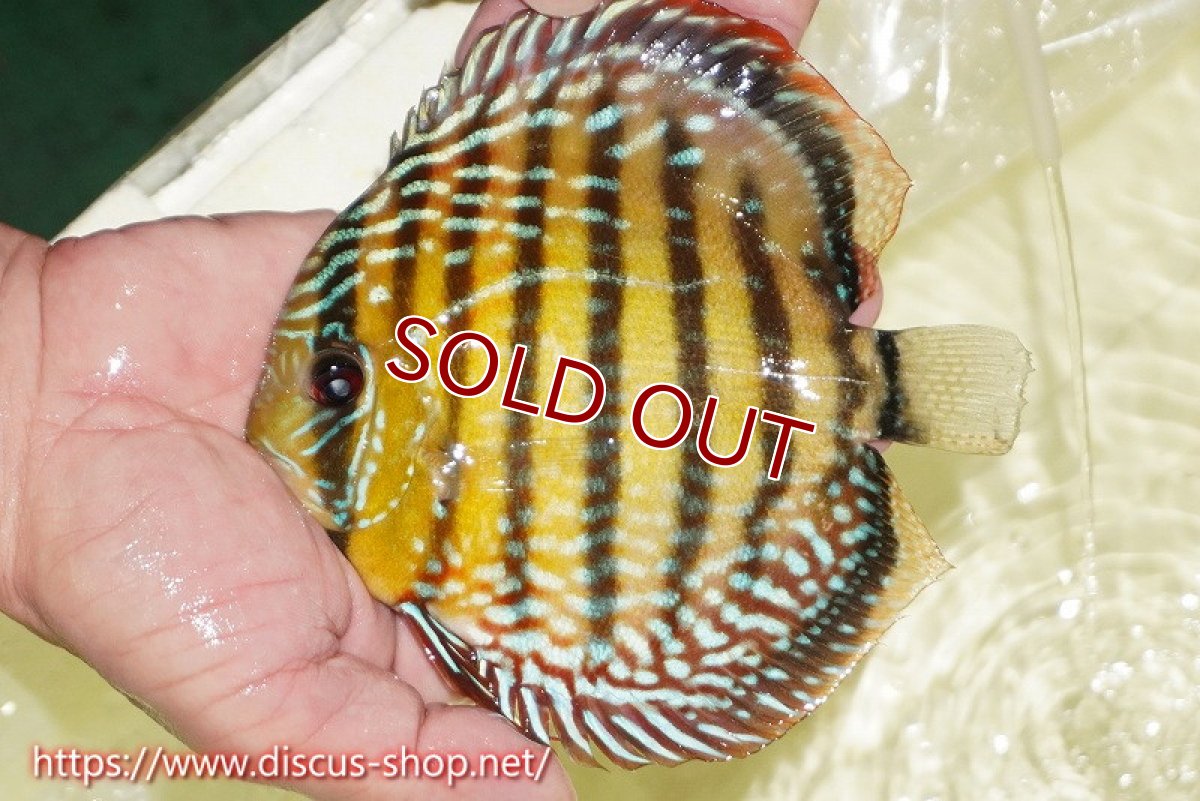 画像4: 【ワイルドディスカス】【通販】【未開の新産地個体】ラーゴサポレッド&パール【個体販売】14-16cm（生体）ラーゴサポ産 (4)