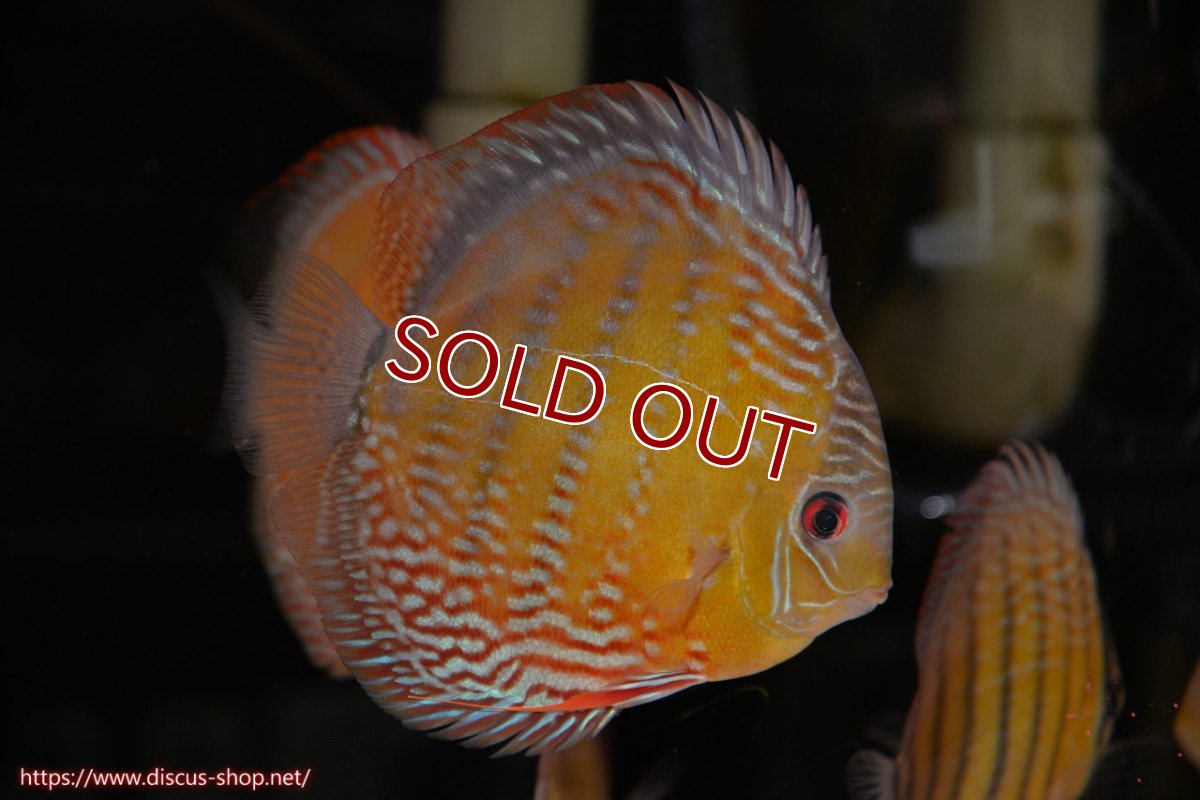 画像2: 【30周年記念セール対象個体】【ワイルドディスカス】【通販】【未開の新産地個体】ラーゴサポレッド&パール【個体販売】14-16cm（生体）ラーゴサポ産 (2)