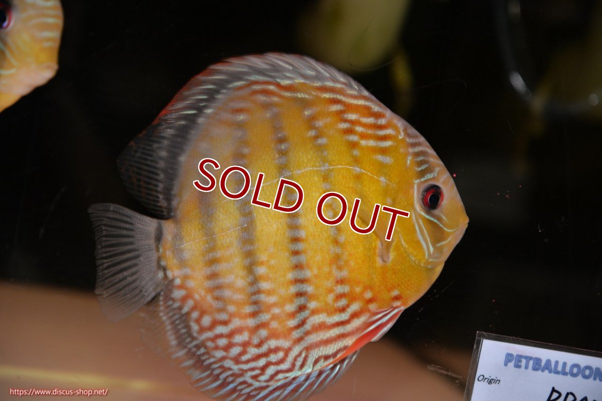 画像3: 【30周年記念セール対象個体】【ワイルドディスカス】【通販】【未開の新産地個体】ラーゴサポレッド&パール【個体販売】14-16cm（生体）ラーゴサポ産 (3)