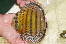 画像4: 【30周年記念セール対象個体】【ワイルドディスカス】【通販】【未開の新産地個体】ラーゴサポレッド&パール【個体販売】14-16cm（生体）ラーゴサポ産 (4)