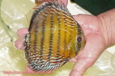 画像5: 【30周年記念セール対象個体】【ワイルドディスカス】【通販】【未開の新産地個体】ラーゴサポレッド&パール【個体販売】14-16cm（生体）ラーゴサポ産 (5)