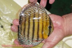 画像2: 【ワイルドディスカス】【通販】【未開の新産地個体】ラーゴサポレッド&パール【個体販売】14-16cm（生体）ラーゴサポ産 (2)