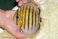 画像3: 【30周年記念セール対象個体】【ワイルドディスカス】【通販】【未開の新産地個体】ラーゴサポレッド&パール【個体販売】14-16cm（生体）ラーゴサポ産 (3)