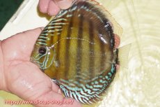 画像1: 【ワイルドディスカス】【通販】【未開の新産地個体】ラーゴサポレッド&パール【個体販売】14-16cm（生体）ラーゴサポ産 (1)